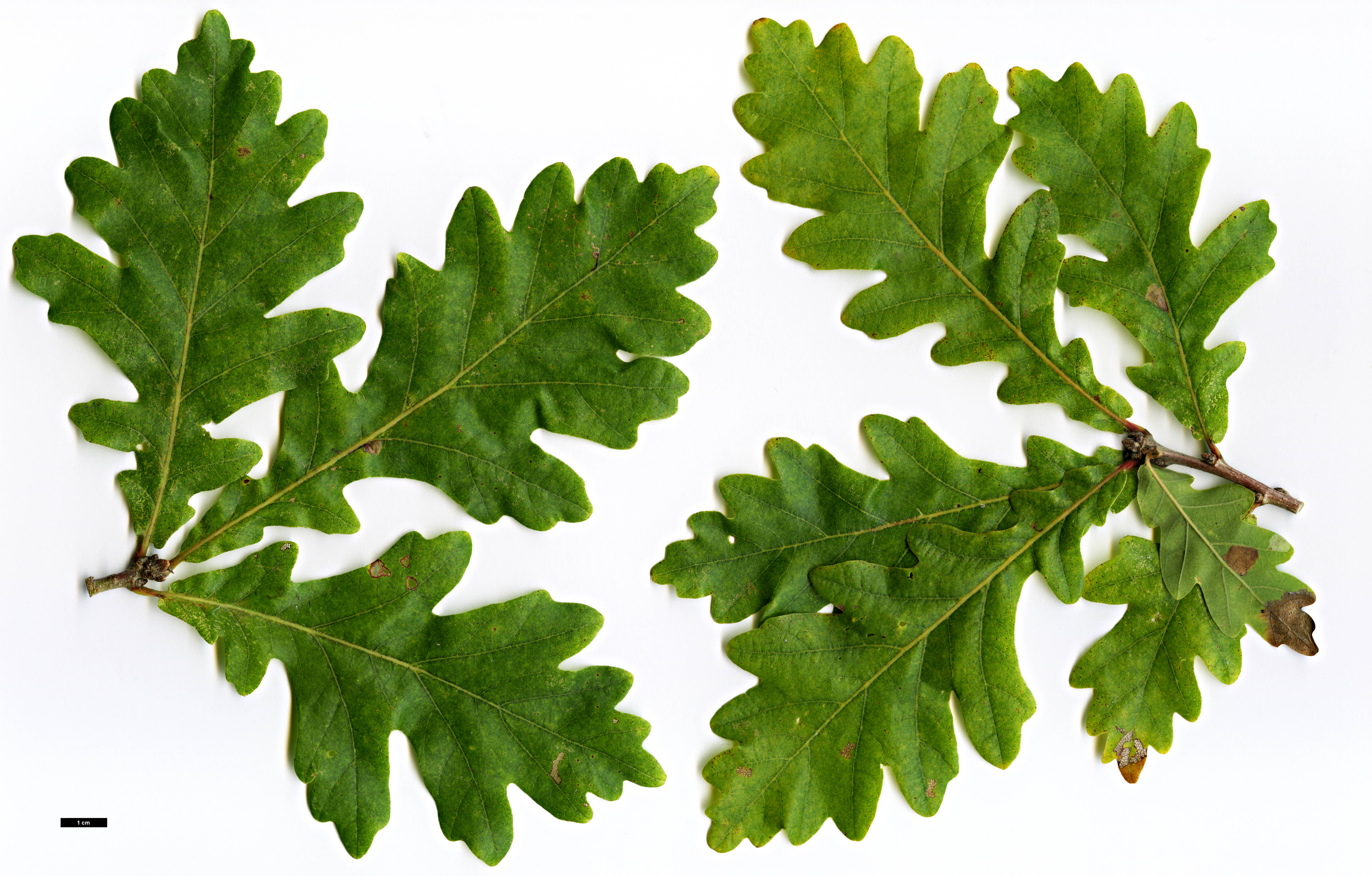 High resolution image: Family: Fagaceae - Genus: Quercus - Taxon: ×macdanielii (Q.macrocarpa × Q.robur)